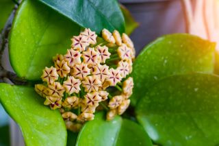 Vibrant closed buds yellow Succulent Wax Plant Flowers Hoya wayetii