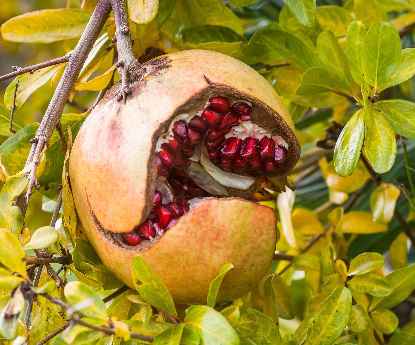 How to grow pomegranates expert tips on this superfruit Homes & Gardens
