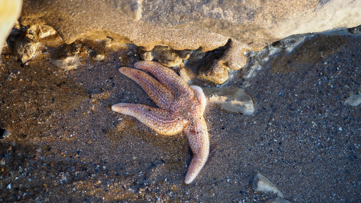 starfish on the beach