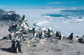 adelie penguins cape royds transantarctic mountains