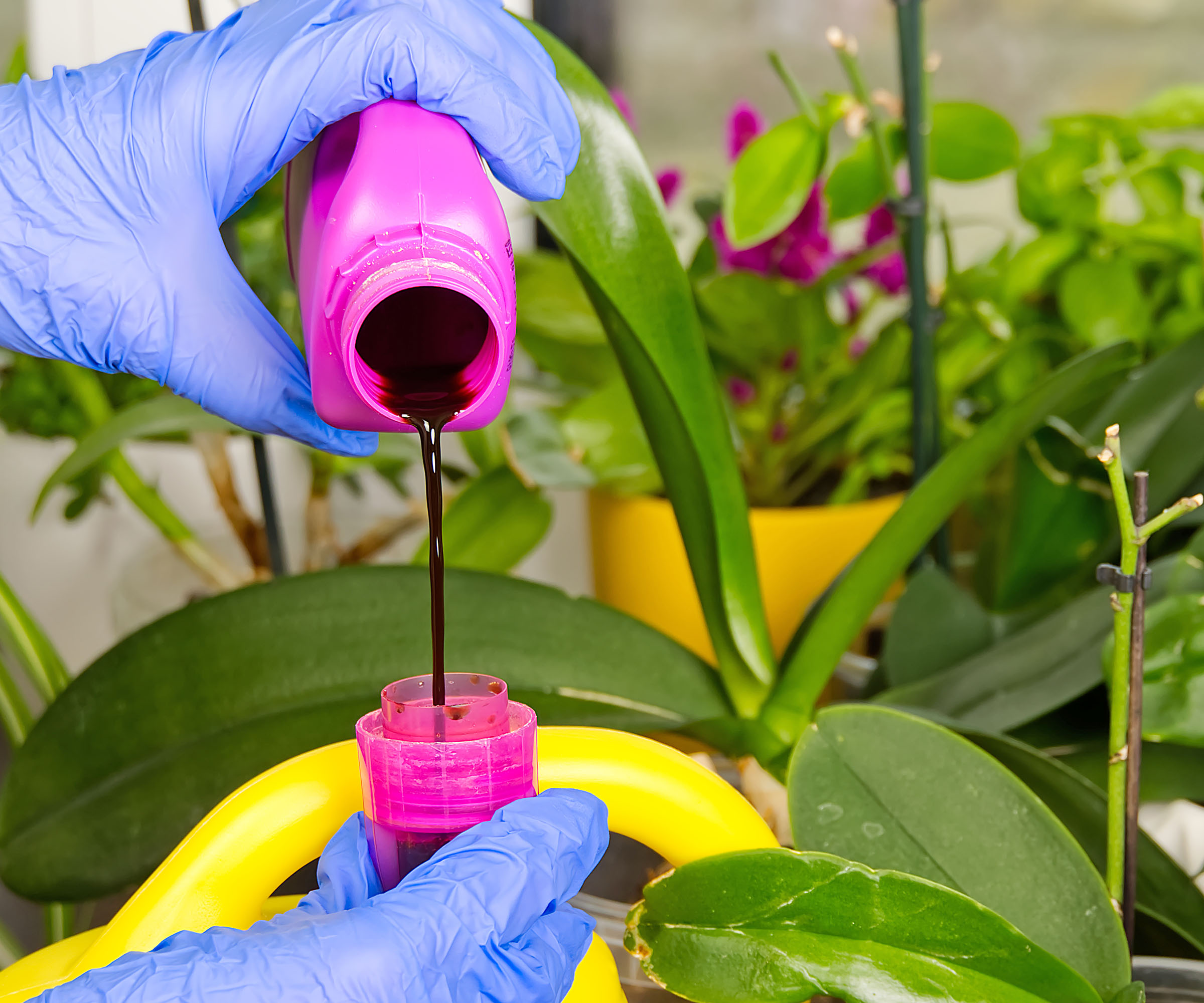 Gardener wearing blue plastic gloves pours liquid fertilizer into cap in front of orchid plant