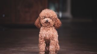 A Poodle is one of the easiest dog breeds