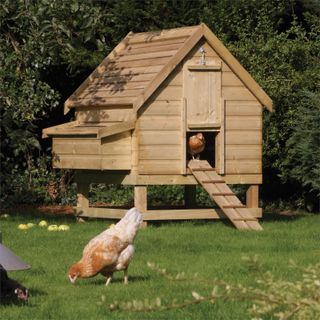 Rawlinson large chicken coop from Amazon