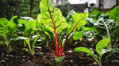 Swiss chard of different colors growing in a vegetable garden