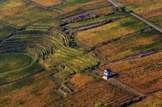 Alsace Grand Cru Pinot Noir