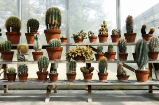 rows of cacti in pots on shelves