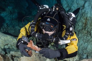 Diver holds canid skull