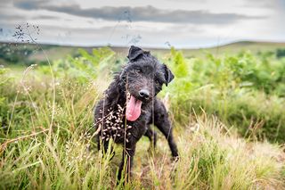 lakeland terrier