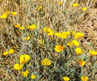 Californian poppies blooming