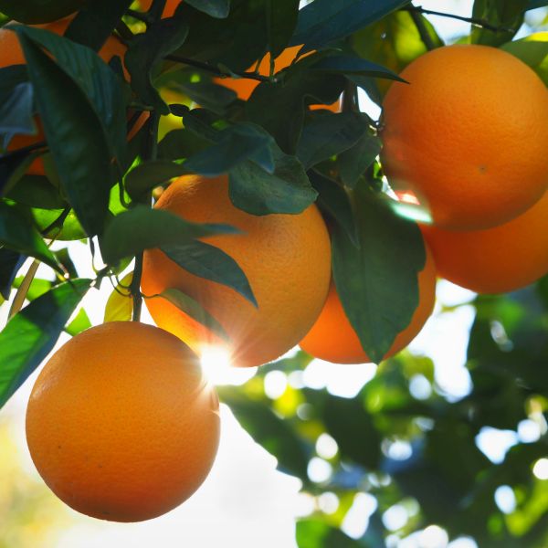 Valencia Orange Tree - #3 Container