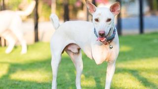 three-legged dog on the grass