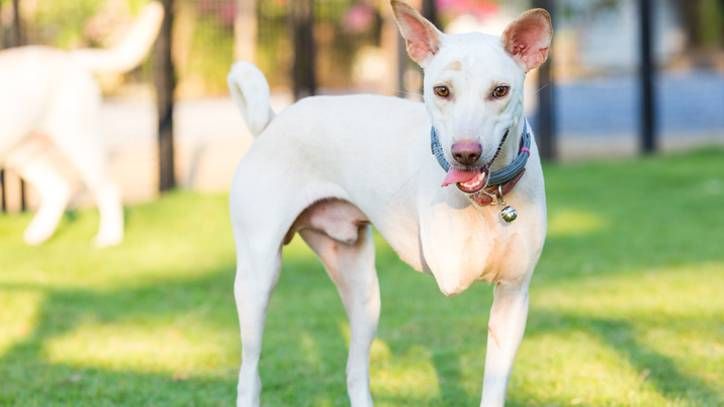 three-legged dog on the grass