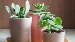 succulents in pink pots on a tray in the sun supporting an article asking asking often should you water succulents
