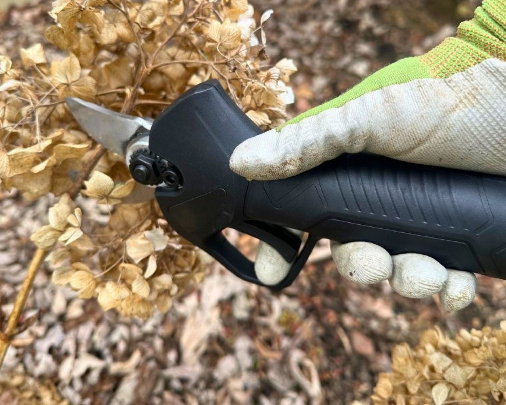 power pruners trimming hydrangeas
