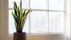 are snake plants cold-tolerant?