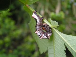 Once uncurled, Apochima juglansiaria looks less like bird poop and more like a caterpillar, making it an easy target for hungry birds.