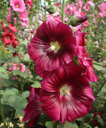 Hollyhock rust: how to prevent it, according to the experts