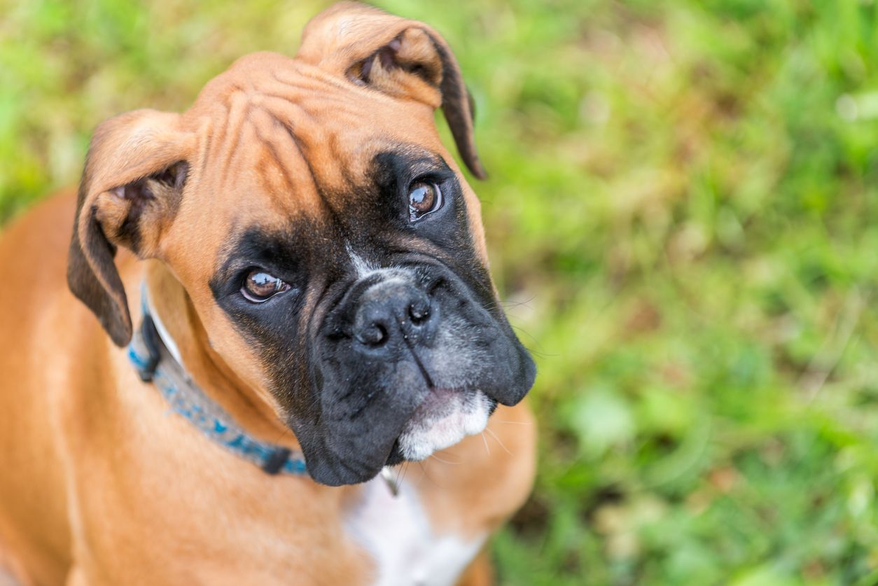 A boxer dog.