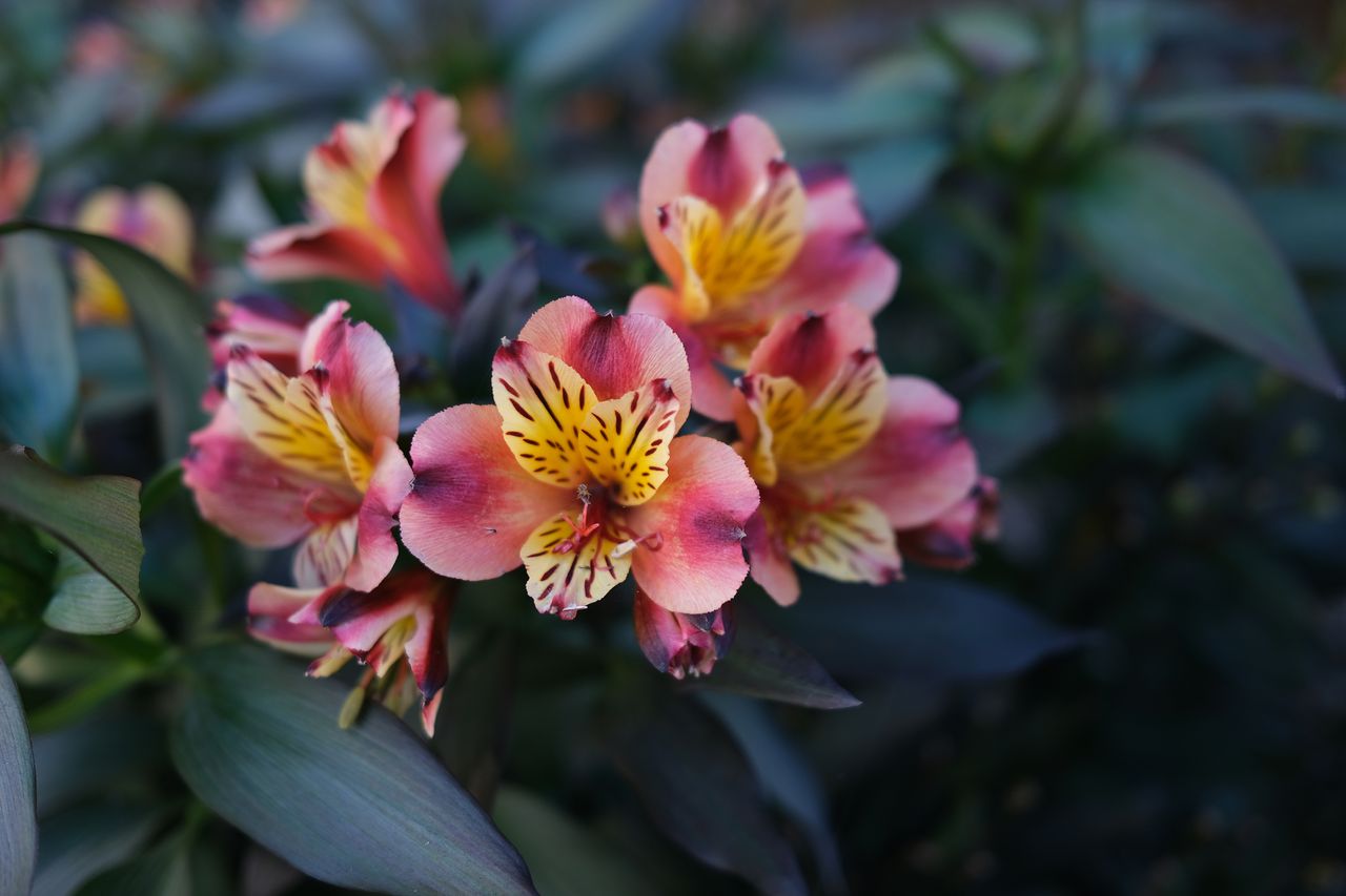 Fujifilm X100V review