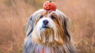 Halloween party for dogs