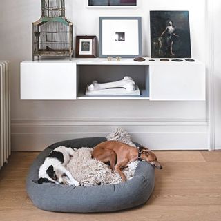 dog bed with white wall and dogs with grey bed