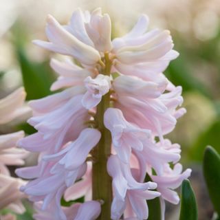 Hyacinthus orientalis 'China Pink'