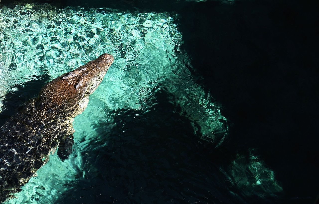 Crocodile swimming at a zoo.