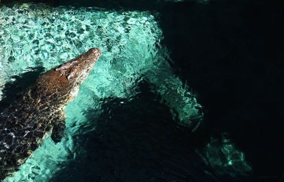 Crocodile swimming at a zoo.
