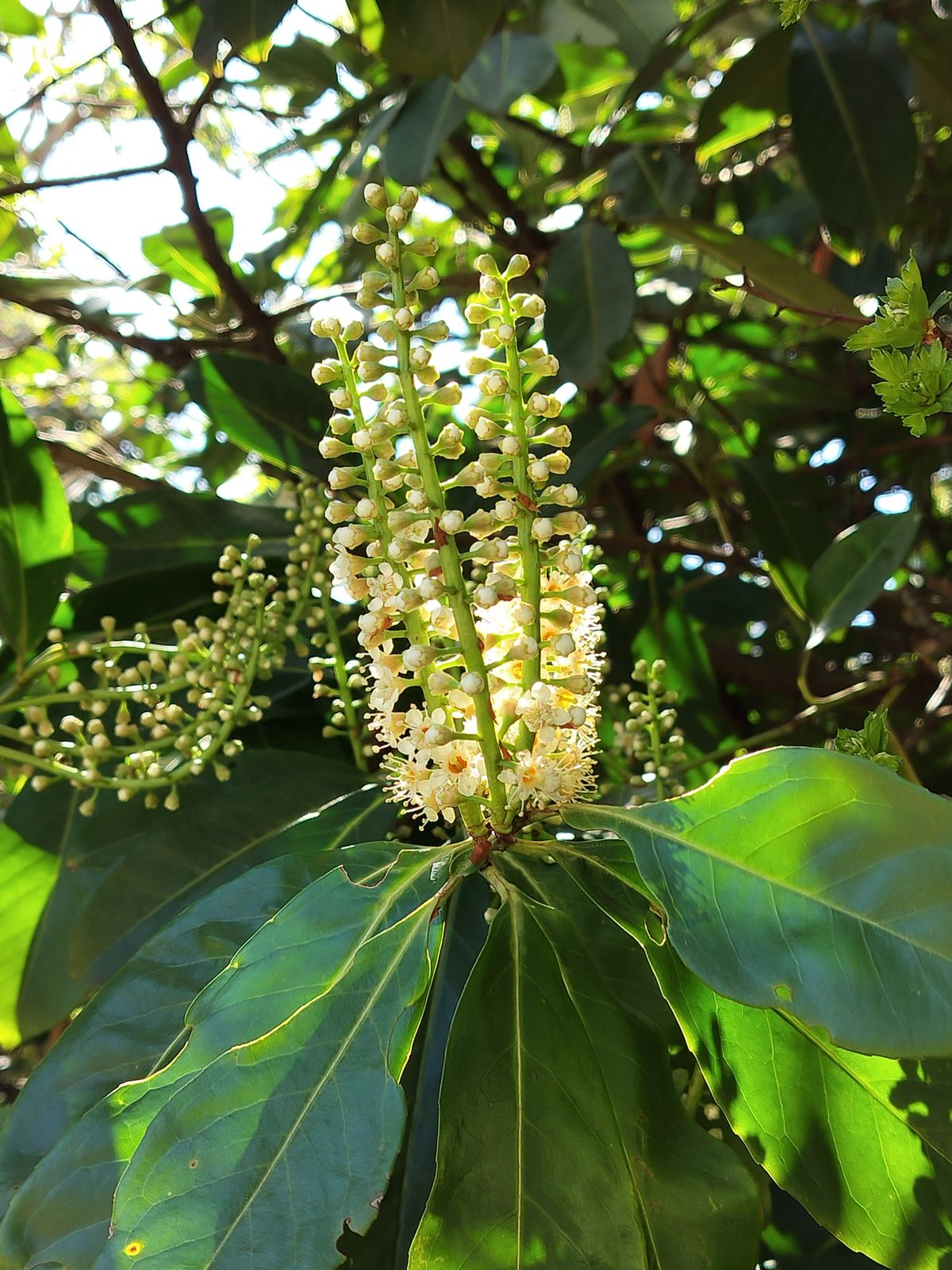 A photo captured on the OnePlus Nord CE 3 Lite 5G