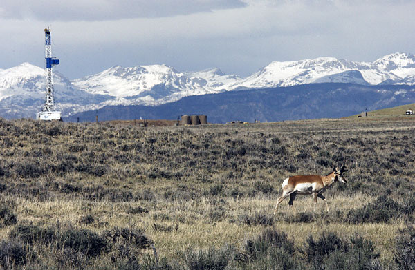Conservationists and U.S. wildlife officials have launched a study to better understand the threats so they can ensure a safe migration for the animals.
