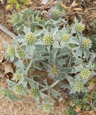 sea holly E maritimum growing in sandy bed