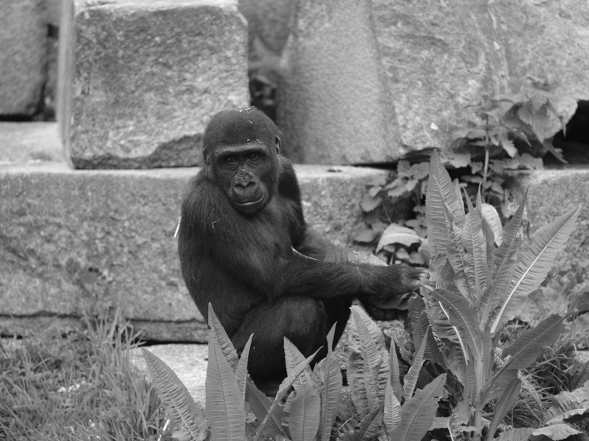 Gorilla photo with various Fujifilm GFX100S II film simulations applied
