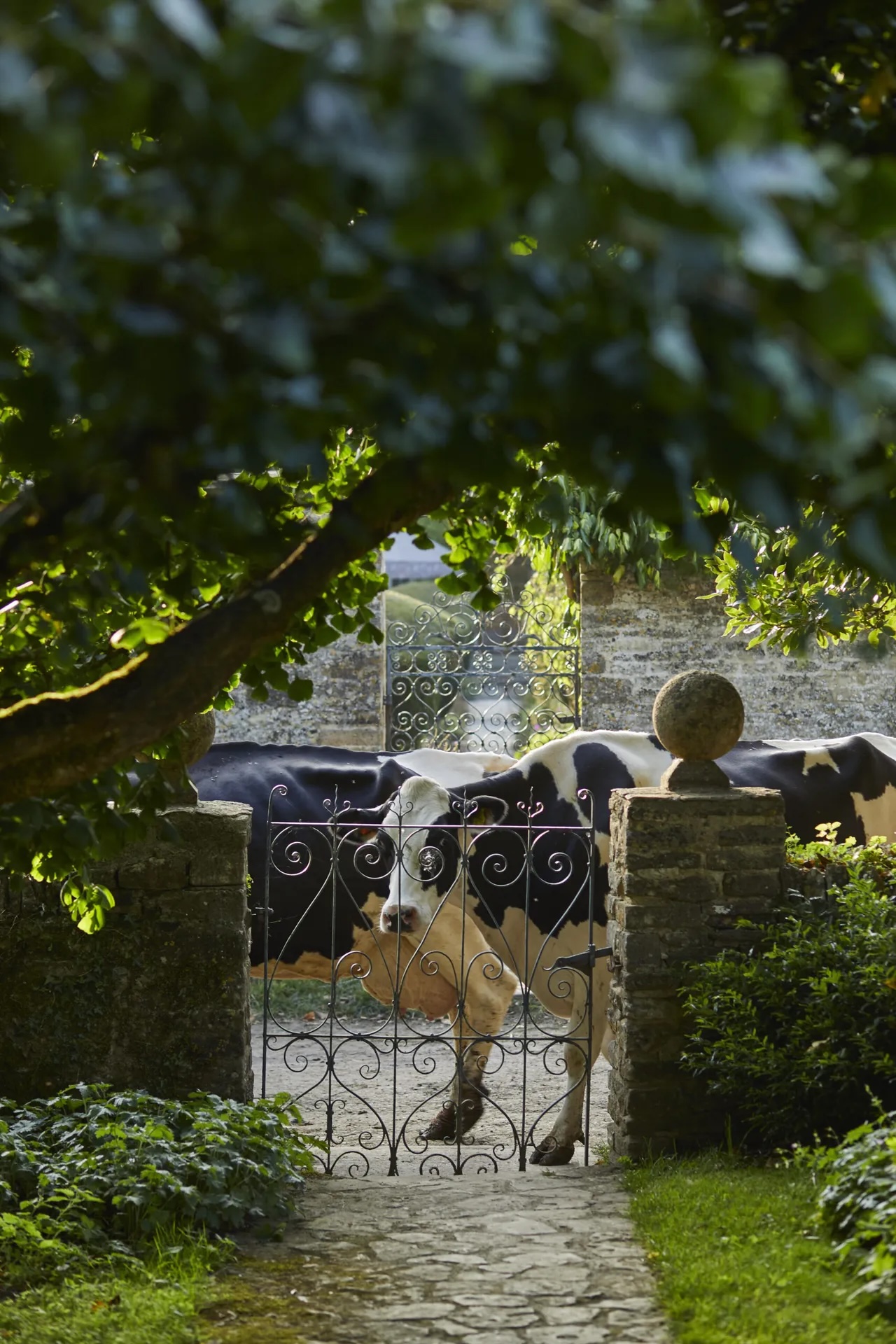 A cow looking through a metal garden gate