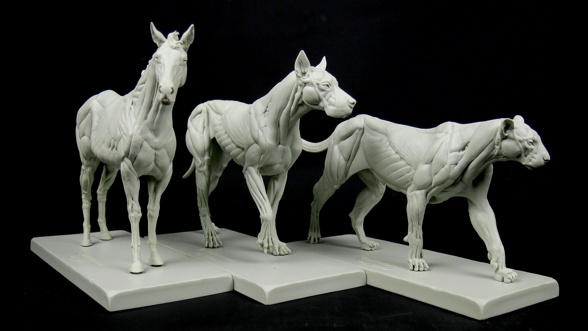 3DTotal animal écorché figures review | Creative Bloq