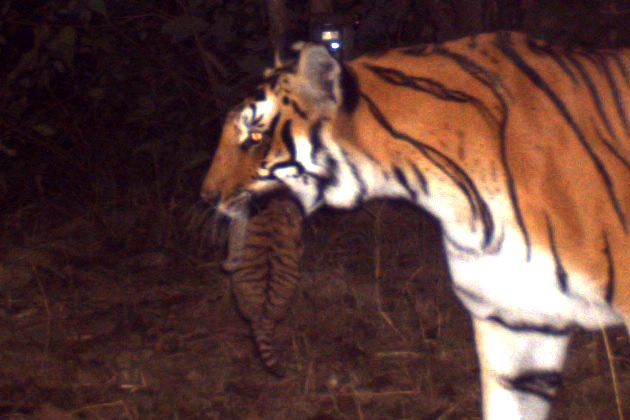 A mother tiger carries her 1-month-old cub in her mouth, as spotted by a camera trap near the Kosi River in northern India.