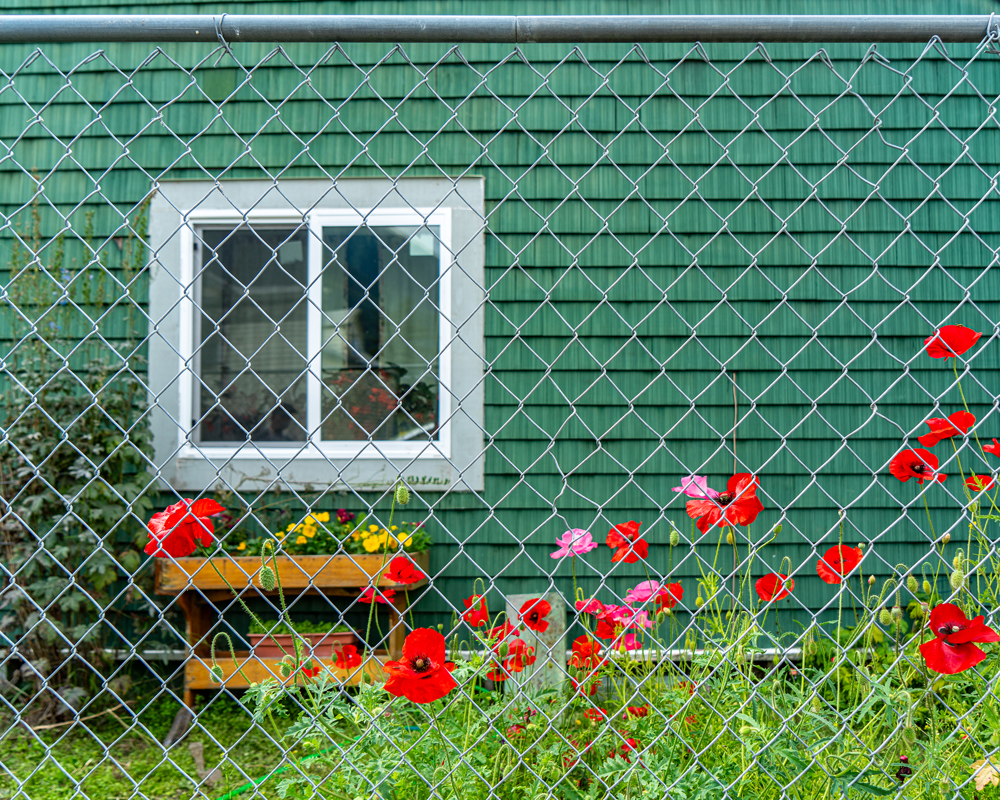 Chainlink fence with poppies