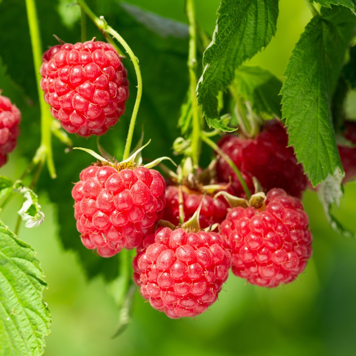 How to grow raspberries from shop-bought fruit | Ideal Home