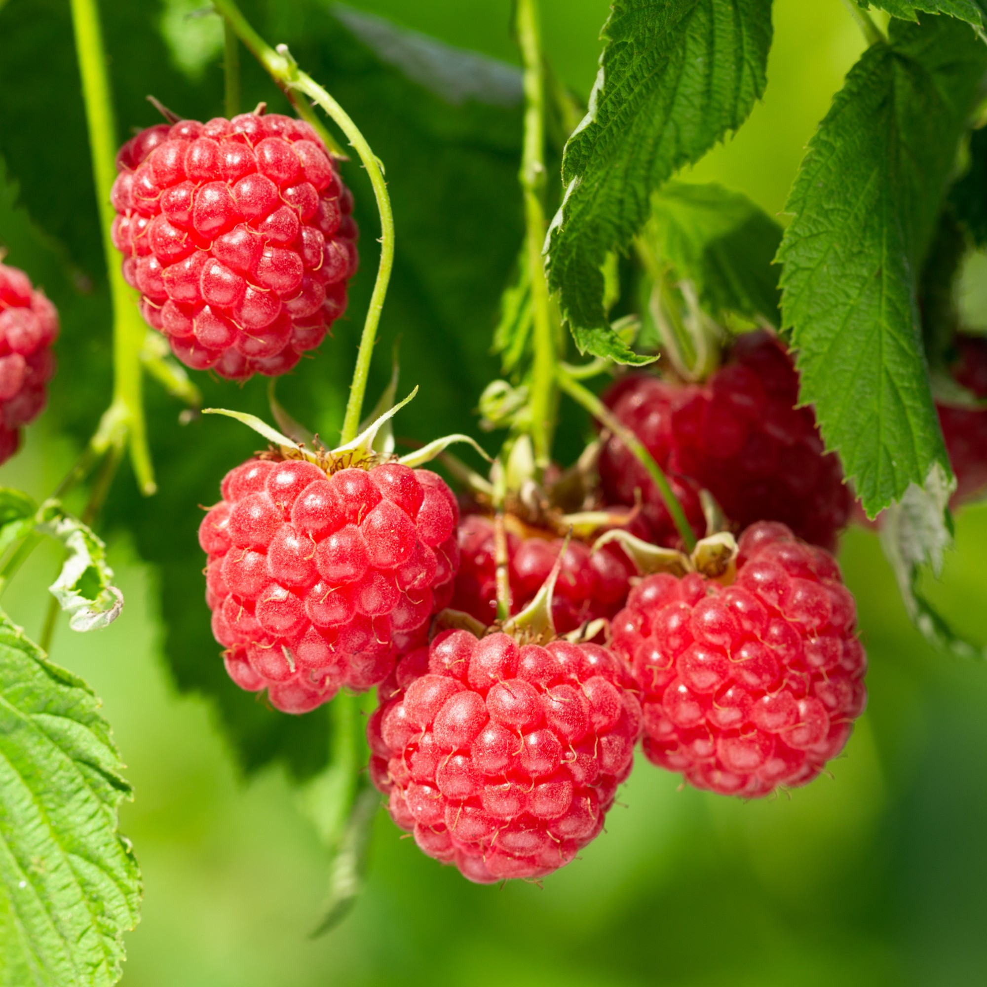 How To Grow Raspberries From Shop bought Fruit Ideal Home