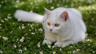 White Turkish Angora laying on grass