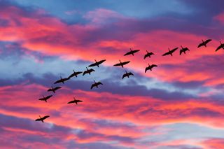 Birds flying overhead in low light