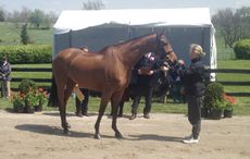Zara Phillips and High Kingdom at the first horse inspection, Rolex Kentucky 2015