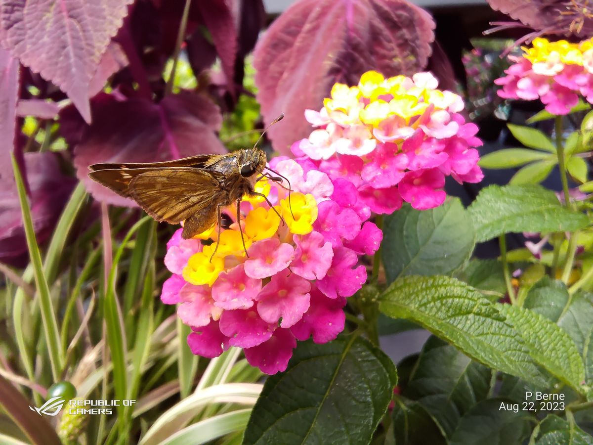 Asus ROG Phone 7 Ultimate camera samples