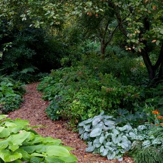 garden path made from bark chippings winding through woodland area