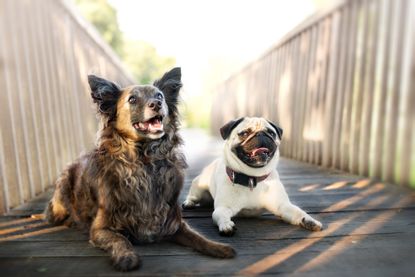 Two adorable dogs - pet laws