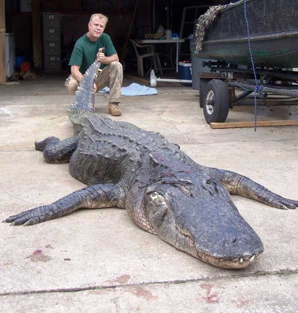 Alligator Hunter Nabs Florida's Longest Gator Live Science