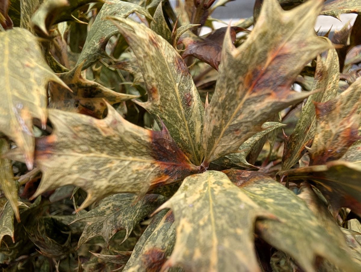 Google Pixel 9 Pro XL macro sample.