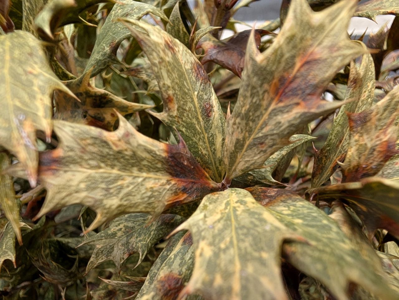 Google Pixel 9 Pro XL macro sample.