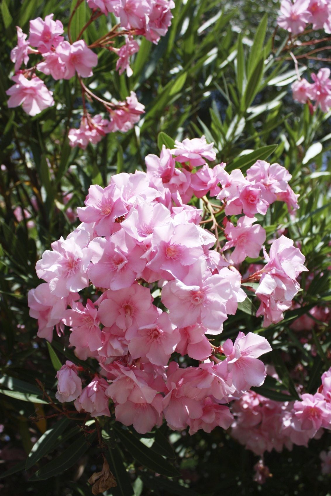 Pink Oleander Flowers