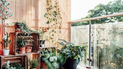 Learning how to enclose your apartment balcony is useful. Here is a light wooden panel with vines hanging from it, three wooden crates with plants inside it, a leafy plant next to these, and wooden decking on the floor