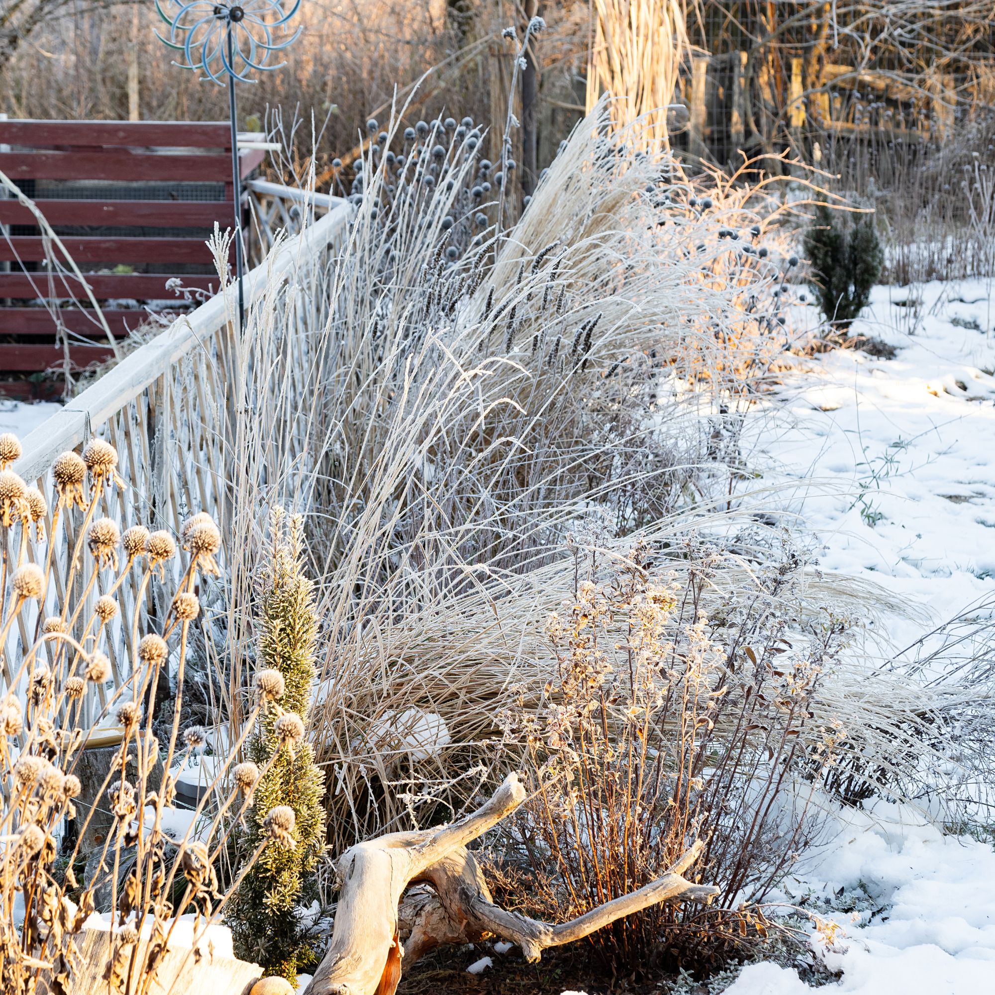 winter garden fence and bushes